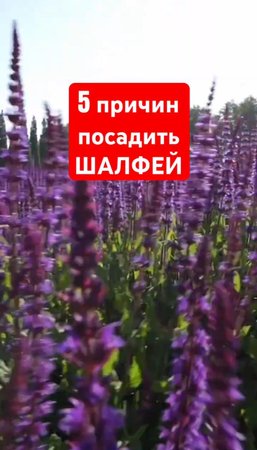 ШАЛФЕЙ: НЕЛЬЗЯ НЕ ПОСАДИТЬ