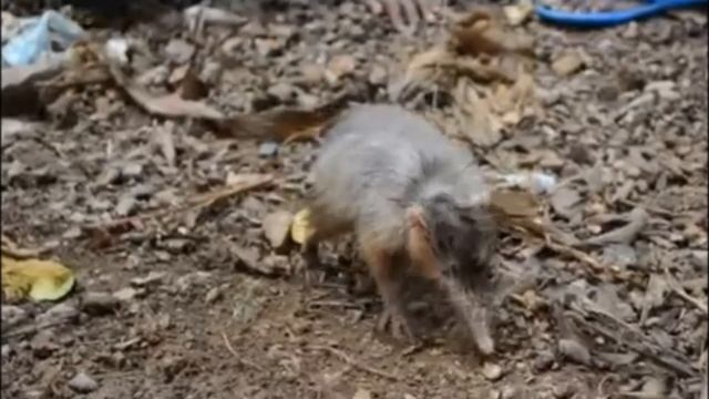 Щелезуб - ядовитое млекопитающее!? Опасен ли он? Это интересно знать!!! смотреть онлайн