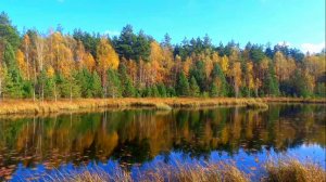 ОСЕНЬ ДЕРЕВНЯ ЛОПУХИ 2022.10.08