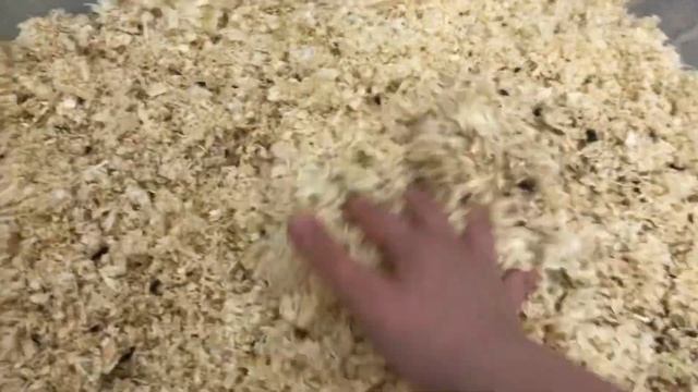 / уборка у сирийского хомяка !?/ какие ОПИЛКИ я использую?