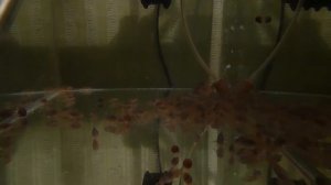 Подмена 100% воды на новую у мальков коридороса