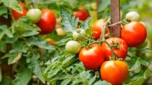 Этот Сорт Помидор засыплет урожаем в 2023. Сажайте обязательно