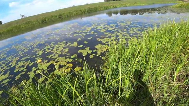 рыбалка с рогаткой карп 9 кг, реальный монстр на рогатку смотреть онлайн