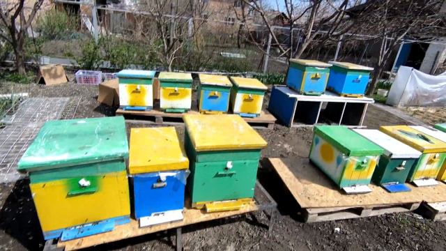 Пчелы собирают пыльцу, Домашняя пасека,  Пчелы крупным планом. BEE - Garden, BEE, Apiary
