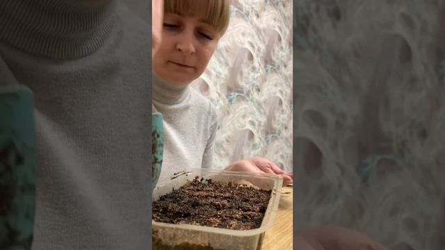 Сажаем #алиссум для обрамления клумбы медовым запахом #садовыерастения #рассада2023 #рассадацветов
