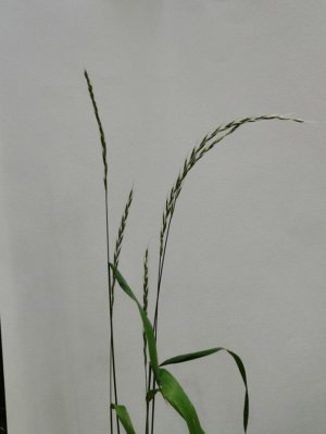 39. Пырейник собачий - Elymus caninus