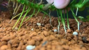 Можно ли анубиас сажать в грунт?