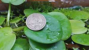 Лимнобиум побегоносный (Limnobium stoloniferum)