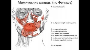 Мышцы головы