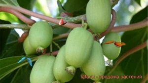 Актинидия гибридная Киевская (actinidia kiev hybrid) ? обзор: как сажать, саженцы актинидии Киевска