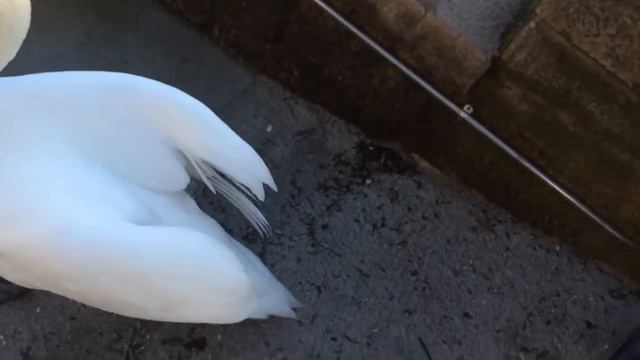 Лебеди в Австрии. Кормим птиц. смотреть онлайн