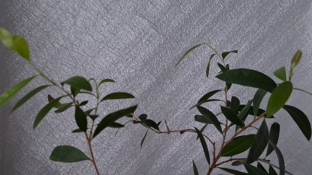 Каллистемон 8