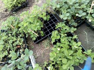 Саженцы земляники в наличии на 25 мая 2021 Ферма "Омская Ягода"