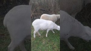 половая зрелость у катумских овец