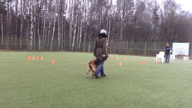 Конкурс"Рядовость" веселые старты Спорт с собакой: ОСЕНЬ 16.11.19 2 часть смотреть онлайн