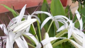 White lily, beautiful flower , pictures of flowers white flower famous flower in Nepal