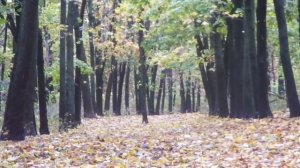 Осенний листопад в парке  Ростов на Дону 2022 Autumn leaf fall in Rostov-on-Don Park 2022.mp4