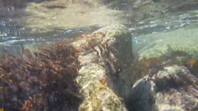 Подводная съёмка. Японское море