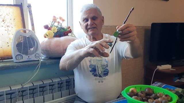 Груша дичка. Полезные свойства смотреть онлайн