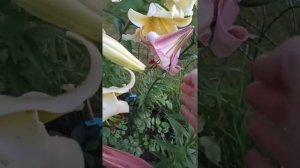 лилии, сорта "Beijing Moon", "Conca D'Or". Первое цветение.