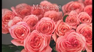 Невероятные и красивые розы разных сортов. Белые, желтые и красные розы