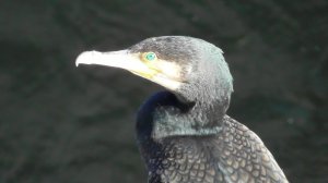 Большой баклан ( Phalacrocorax carbo )