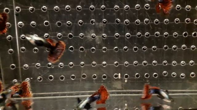 Гуппи Platinum Red Mosaic Big Ears Большие уши г.Самара skozev78@gmail.com смотреть онлайн