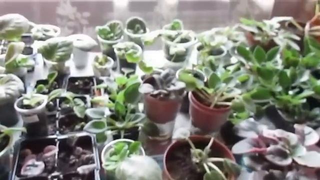 Обзор моих комнатных цветов.Review of my indoor flowers. смотреть онлайн