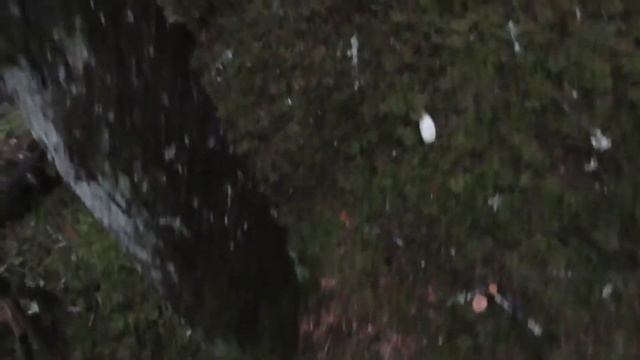 Finding Admirable Boletes in Region 3 of BC 2021 смотреть онлайн