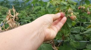 Солнечные ожоги на малине и ежевике