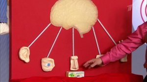 Лечим головную боль без лекарств. Жить здорово! Фрагмент выпуска от 01.02.2016