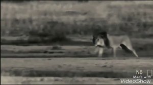 Tenca (Но Я Лев) HD🐆