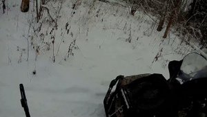 Охота на копытных, добыли пятнистого оленя