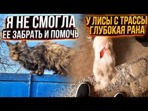 Бросила двух кошек нуждающихся в помощи.Стерильны ли Дори и Лилит с трассы?