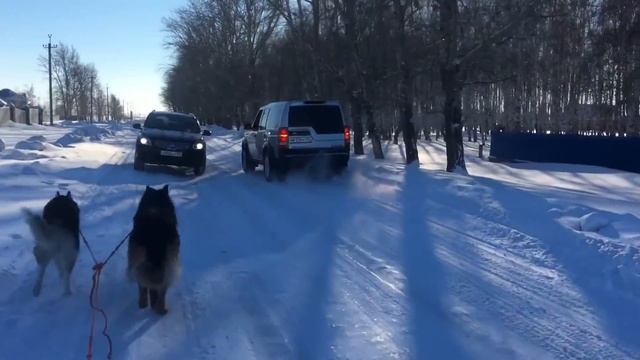 Ездовая овчарка и хаски. Живодёры. смотреть онлайн