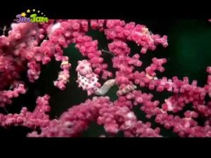 Семейство морских коньков  Документальный фильм