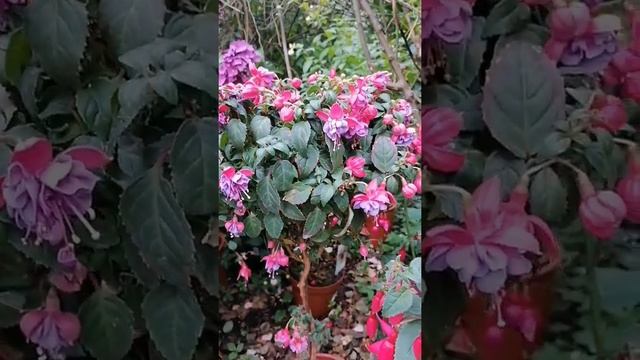 Fuchsie Gillian Althea, Fuchsia, Fuchsie, фуксия гилиан алтеа, смотреть онлайн