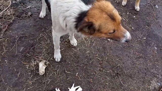 Обед для всего семейства!!! смотреть онлайн