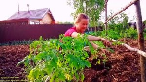 ВЫСАДИЛА ТОМАТЫ В ОТКРЫТЫЙ ГРУНТ.ПТИЦА ПОДРОСЛА.ОСТАЛИСЬ БЕЗ ВОДЫ.МАЙ 2023.