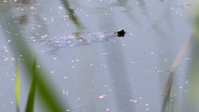 Красноухая черепаха. Trachemys scripta. Интродуценты в Беларуси.