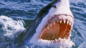 Серфер не позволил акуле оторвать ему всю ногу благодаря отвратительному приему самообороны