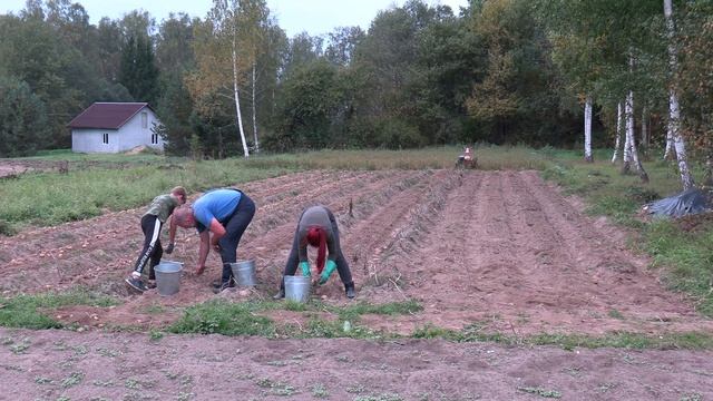 Как закончился эксперимент с прогреванием картофеля перед посадкой Итоги КМ-1 МТЗ Weima WM188F 13л/с смотреть онлайн
