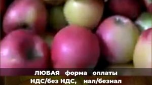 Сорт яблок Прикубанское