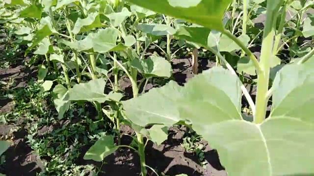 Ржавчина подсолнечника. Эффективность Оптимо против ржавчины смотреть онлайн