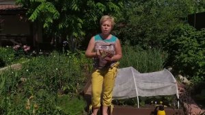 Избавляемся от тли и паутинного клеща без химии / Садовый гид