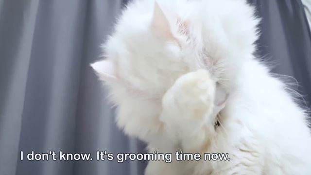 How to Catch My Three Cats смотреть онлайн