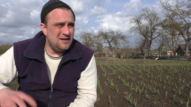 Что делать на ЧЕСНОКЕ весной//Первые работы на чесноке смотреть онлайн