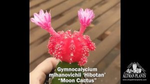 Quick Peek: Gymnocalycium mihanovichii 'Hibotan' "Moon Cactus" Flowering