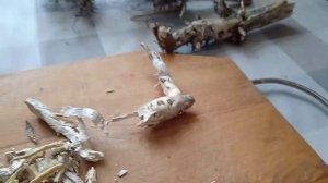 Корни подсолнуха ?