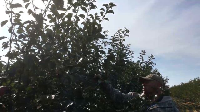 Яблоня ФУДЖИ / Apple FUJI